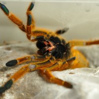 OBT showing anger