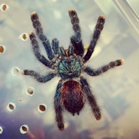 Avicularia avicularia