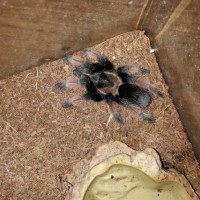 Brachypelma emilia (Male)