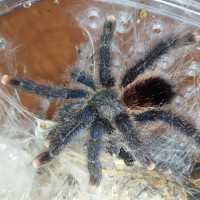 Avicularia urticans?