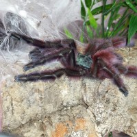 Freshly Molted C. Versicolor #3