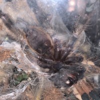 Poecilotheria vittata [ventral sexing]