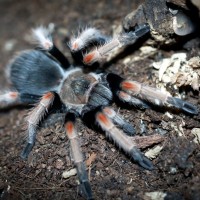 Brachypelma baumgarteni Juvenile Female - 3"