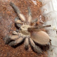 My New Monocentropus balfouri (2.5")