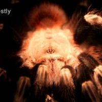 Nhandu chromatus portrait