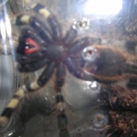 Poecilotheria striata