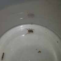 Brown Recluse sling female?
