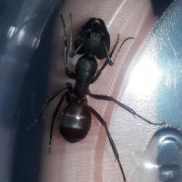 Camponotus species CA02