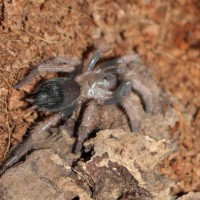 B. boehmei sling