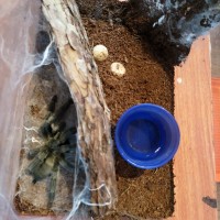 Eggsac Chamber and Molt Chamber on Freshly Molted P. cambridgei