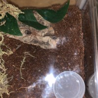 G. pulchripes Day One