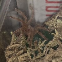 G. Pulchripes First Night Close Up