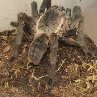 Sold as Cyriopagopus minax (ex Haplopelma minax)