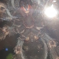 Brachypelma hamorii