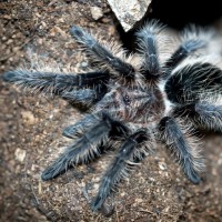 Brachypelma albopilosum Nicaragua Juvenile Female