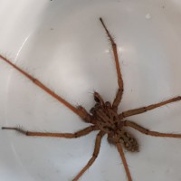 Eratigena sp. (UK house spider)