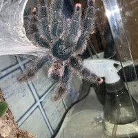 Avicularia avicularia