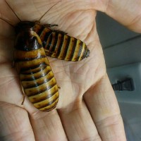 E. javanica female and male.