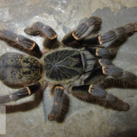 Pterinochilus chordatus 'Mastov'