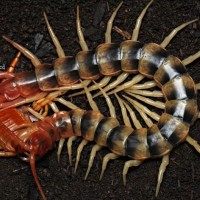 Scolopendra viridicornis.