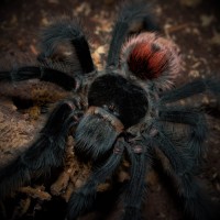 0.1 Grammostola iheringi