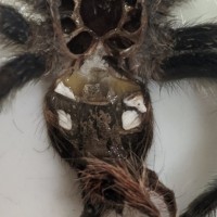 A. Avicularia 3" DLS