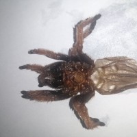 1.5" Brachypelma klaasi [molt sexing] [1/2]