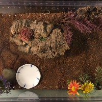 Enclosure for MF Grammostola pulchripes