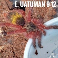 Ephebopus uatuman