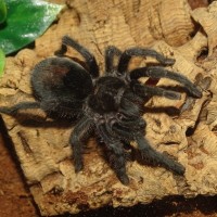 Grammostola pulchra