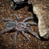 Lasiodora parahybana Female - ~2"