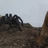 Brachypelma albopilosum