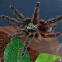 Caribena versicolor