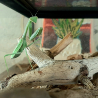 California Mantis