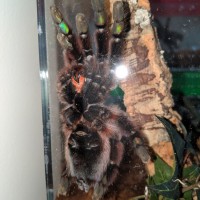 5" C. Versicolor