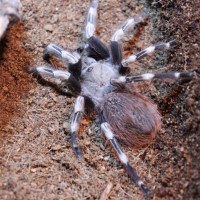 N. chromatus female