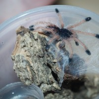 Avicularia avicularia M6 (metallica) Spiderling - 1/2"