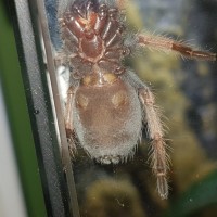 Brachypelma Boehmei