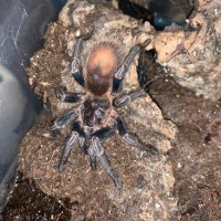 ? Thrixopelma cyaneolum ?