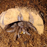 Acanthoscurria sp. maldonadaensis