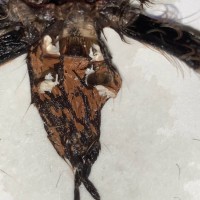 brachypelma albopilosum Nicaraguan form [1/2]