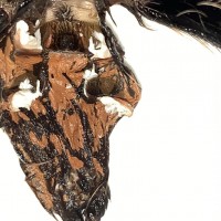 brachypelma albopilosum Nicaraguan form [2/2]