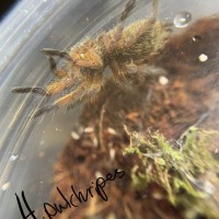 H.pulchripes sling