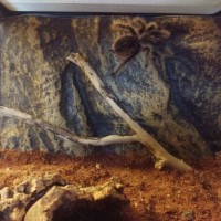 Brachypelma albopilosum climbing