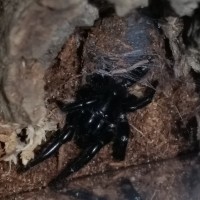 Freshly molted Formidabilis