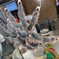 A.avicularia