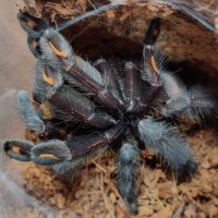 0.1 Psalmopoeus irminia