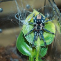 Cyriocosmus ritae Sub-Adult Male