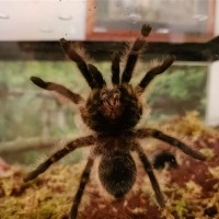 B. Albopilosum 4"