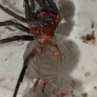 Chromatopelma cyaneopubescens sexing